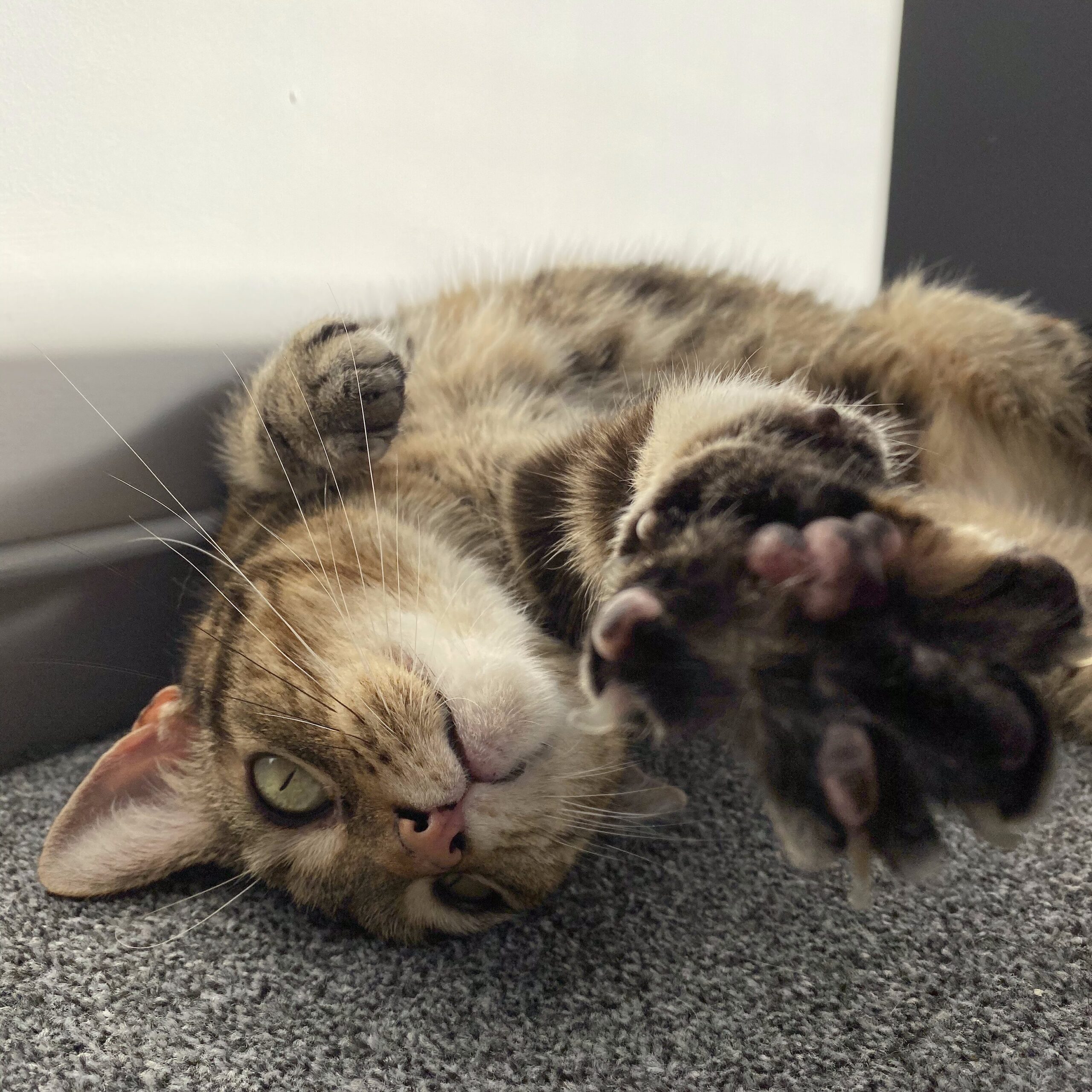 Tabby cat lying down with paw stretching for the camera