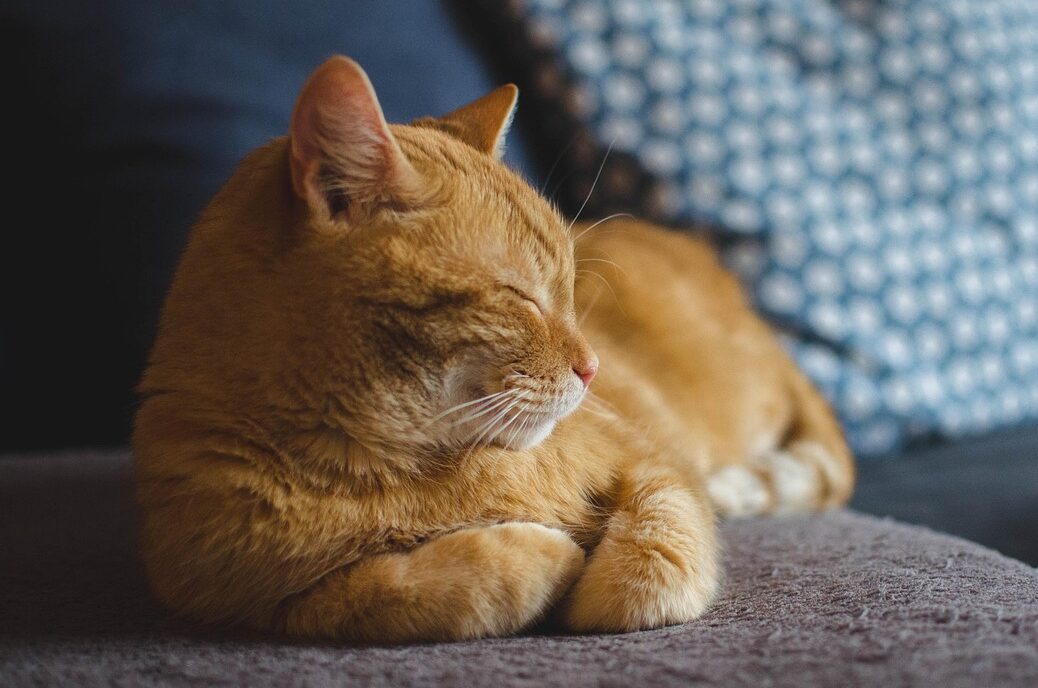Orange cat resting on a couch