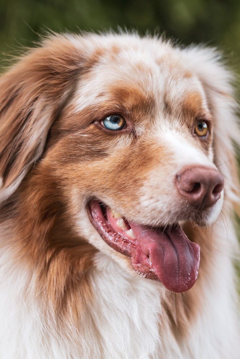 Collie breed dog sitting outside